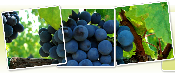 Vai alla Home Page dell'Agriturismo Villa Caprareccia