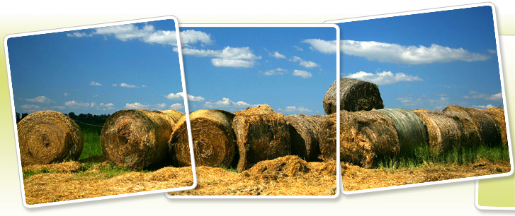 Vai alla Home Page dell'Agriturismo Villa Caprareccia