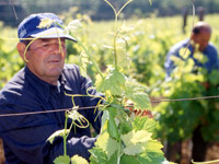 The farm boasts more than half a century of experience in the cultivation of grapevines and in the production of wine
