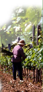 In 1999 a new wine cellar is built